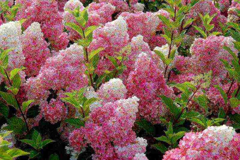 hydrangea planting with seeds and care in the open field