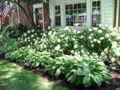 hydrangea planting with seeds and care in the open field