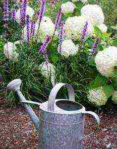 hydrangea planting with seeds and care in the open field