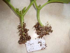 hydrangea paniculate planting with seeds and care in the open field