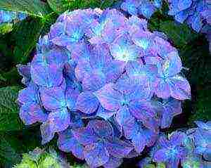 hydrangea planting with seeds and care in the open field