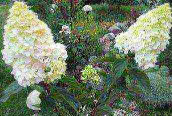 panicle hydrangea varieties garden planting and outdoor care