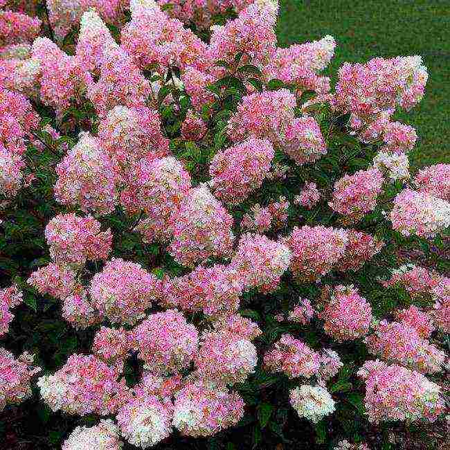 hydrangea panicle vanilla fries planting and care in the open field