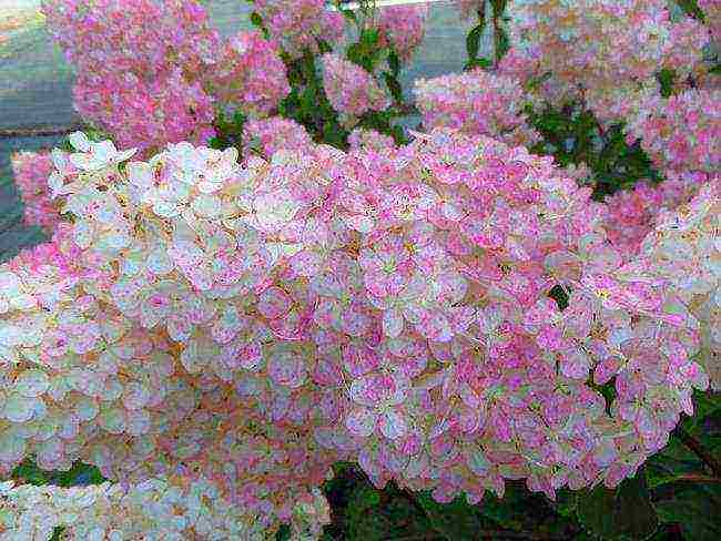 hydrangea panicle vanilla fries planting and care in the open field