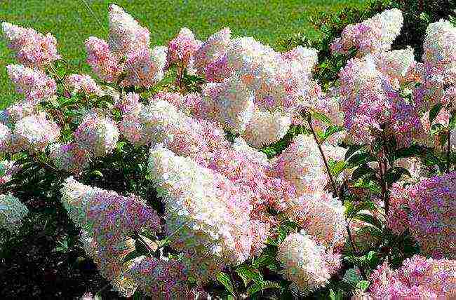 hydrangea panicle vanilla fries planting and care in the open field