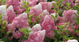 hydrangea panicle vanilla fries planting and care in the open field