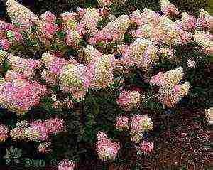 hydrangea panicle vanilla fries planting and care in the open field