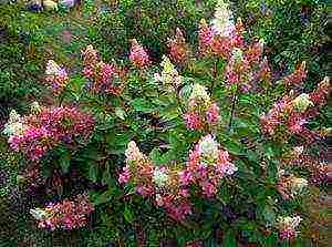 hydrangea panicle vanilla fries planting and care in the open field