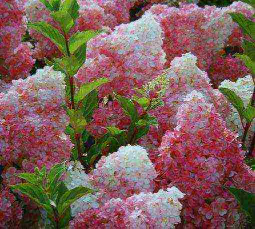 hydrangea panicle vanilla fries planting and care in the open field