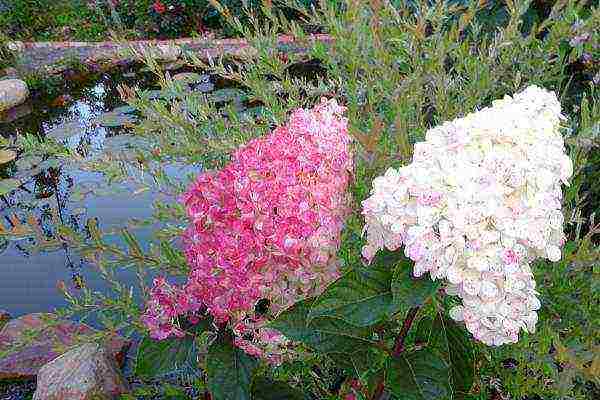 hydrangea panicle vanilla fries planting and care in the open field