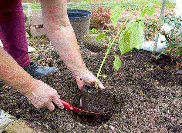 hydrangea panicle vanilla fries planting and care in the open field