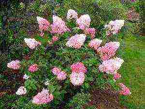 hydrangea panicle vanilla fries planting and care in the open field