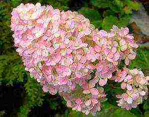 hydrangea panicle vanilla fries planting and care in the open field