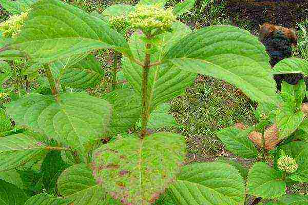 hydrangea panicle vanilla fries planting and care in the open field