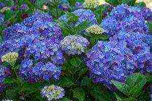 hydrangea miss hepburn outdoor planting and care