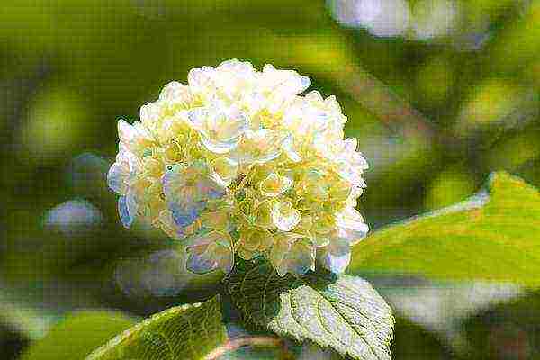 hydrangea miss hepburn outdoor planting and care