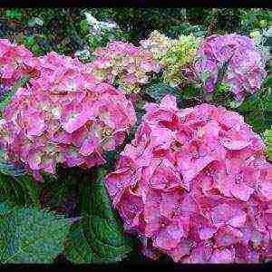 hydrangea miss hepburn outdoor planting and care