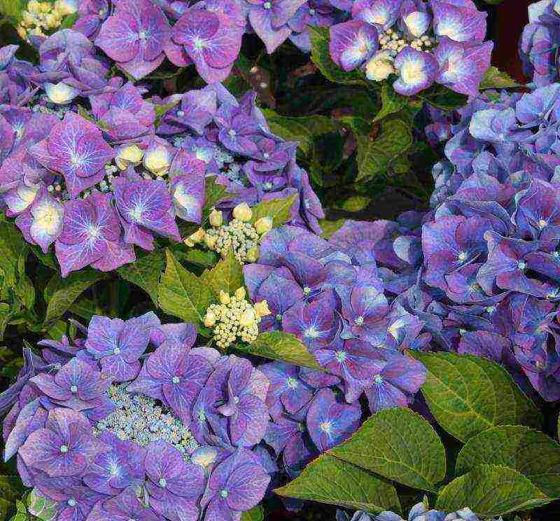 hydrangea miss saori bukas na taniman at pangangalaga