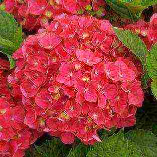 hydrangea miss saori planting and care in the open field