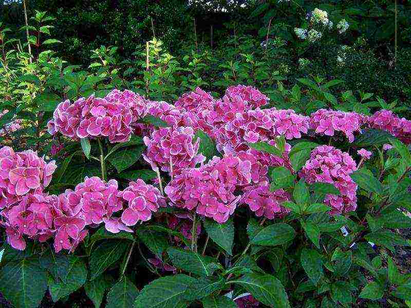 hydrangea miss saori planting and care in the open field