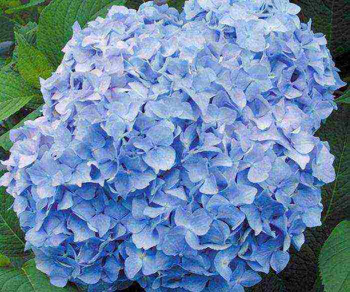 hydrangea miss saori planting and care in the open field