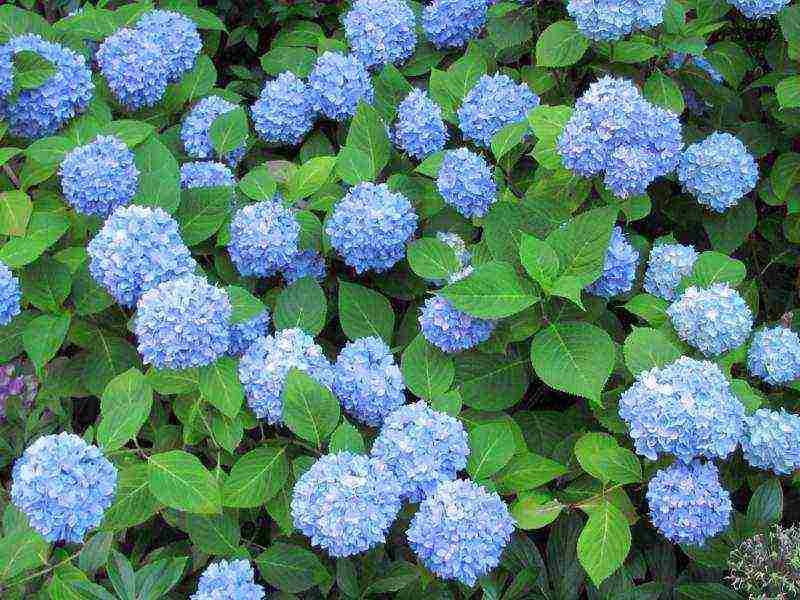 hydrangea miss saori planting and care in the open field