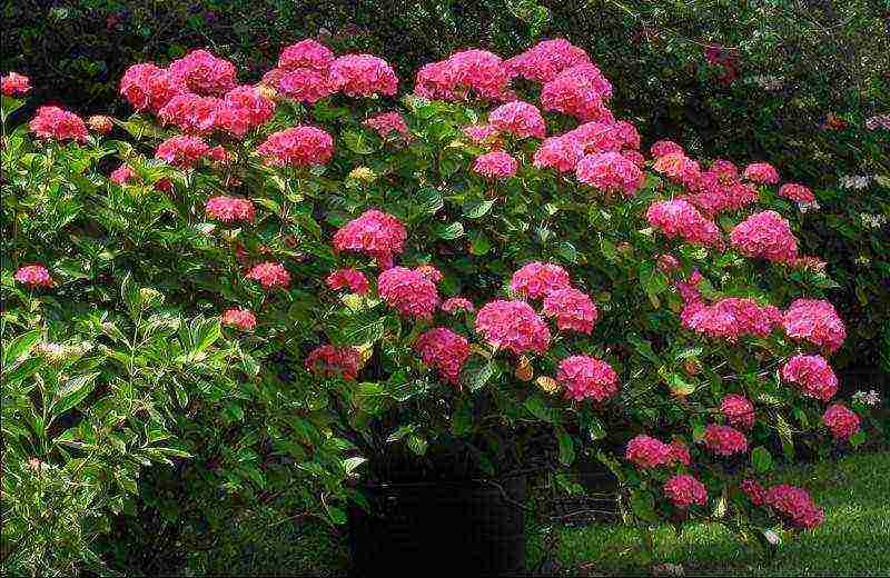 hydrangea miss saori planting and care in the open field