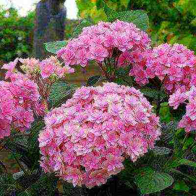 hydrangea miss saori planting and care in the open field