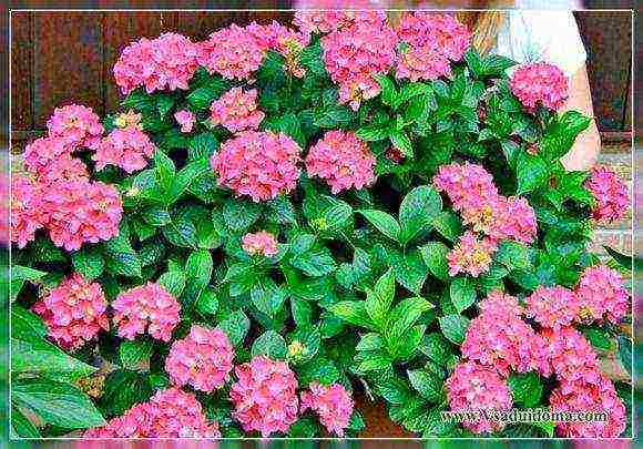 hydrangea miss saori outdoor planting and care