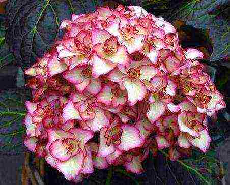 hydrangea miss saori planting and care in the open field