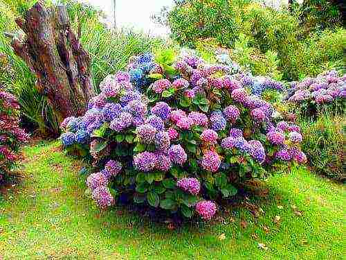 hydrangea miss saori planting and care in the open field