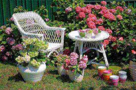 hydrangea miss saori planting and care in the open field