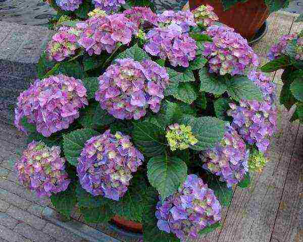 hydrangea miss saori planting and care in the open field