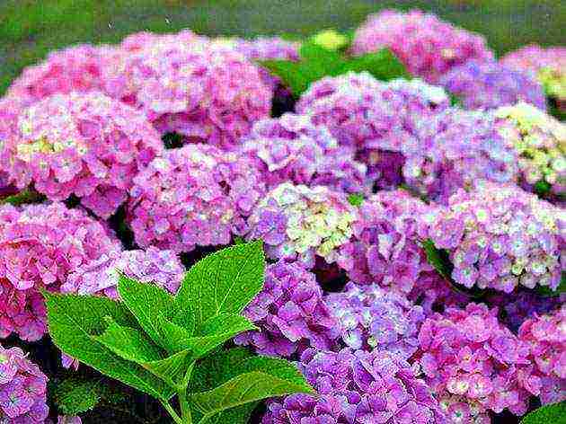 hydrangea planting and care in the open field for beginners