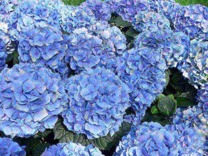 hydrangea planting and care in the open field for beginners