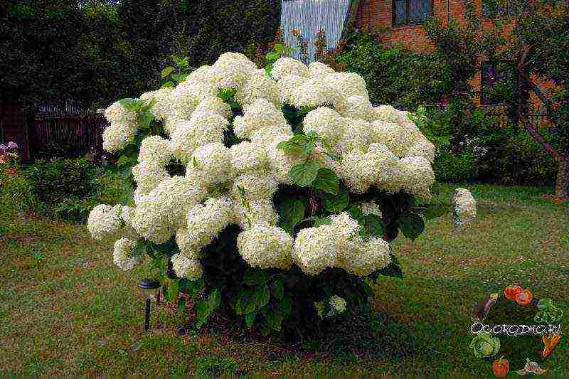 hydrangea planting and care in the open field for the winter