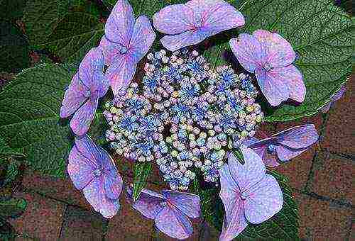 hydrangea planting and care in the open field in the suburbs