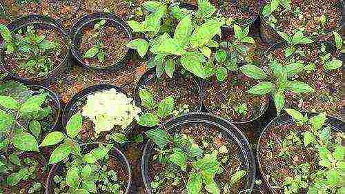 hydrangea planting and care in the open field in the suburbs