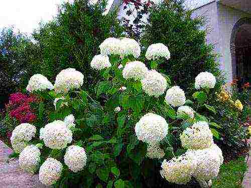 hydrangea planting and care in the open field in the suburbs