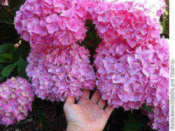 hydrangea planting and care in the open field in the suburbs