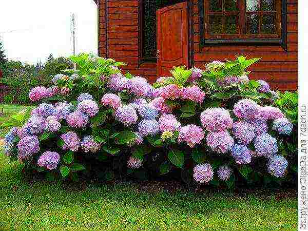 hydrangea planting and care in the open field in the suburbs