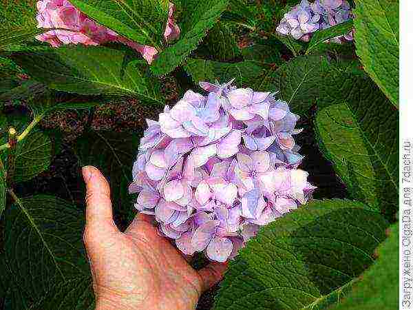 hydrangea planting and care in the open field in the suburbs