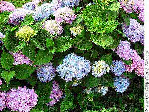 hydrangea planting and care in the open field in the suburbs