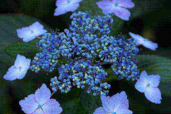 hydrangea planting and care in the open field in the suburbs