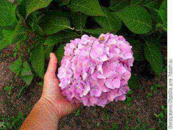 hydrangea planting and care in the open field in the suburbs