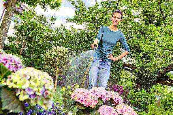 hydrangea planting and care in the open field in the suburbs