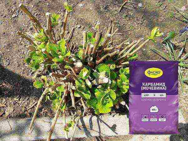 hydrangea planting and care in the open field in the suburbs