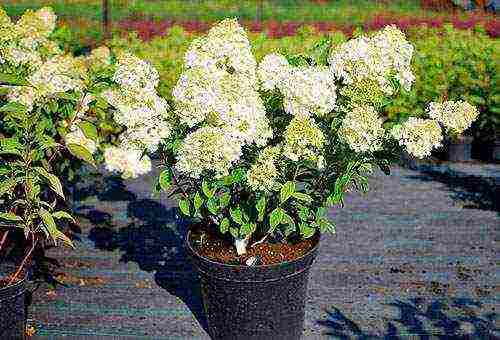 hydrangea planting and care in the open field in siberia