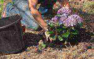 hydrangea pink large-leaved planting and care in the open field