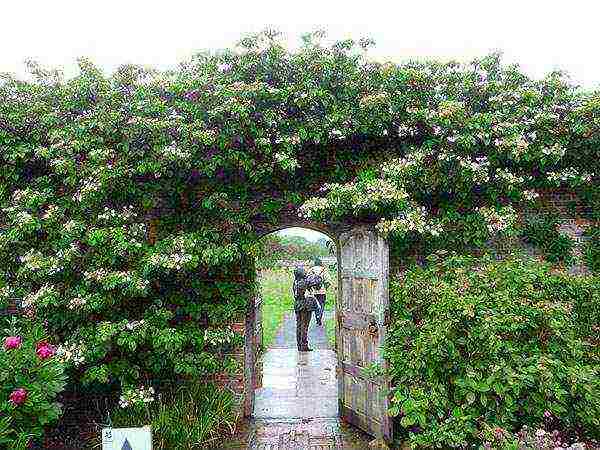 hydrangea pink large-leaved planting and care in the open field